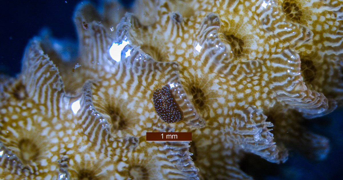 Acropora Yiyen Yassı Solucan
