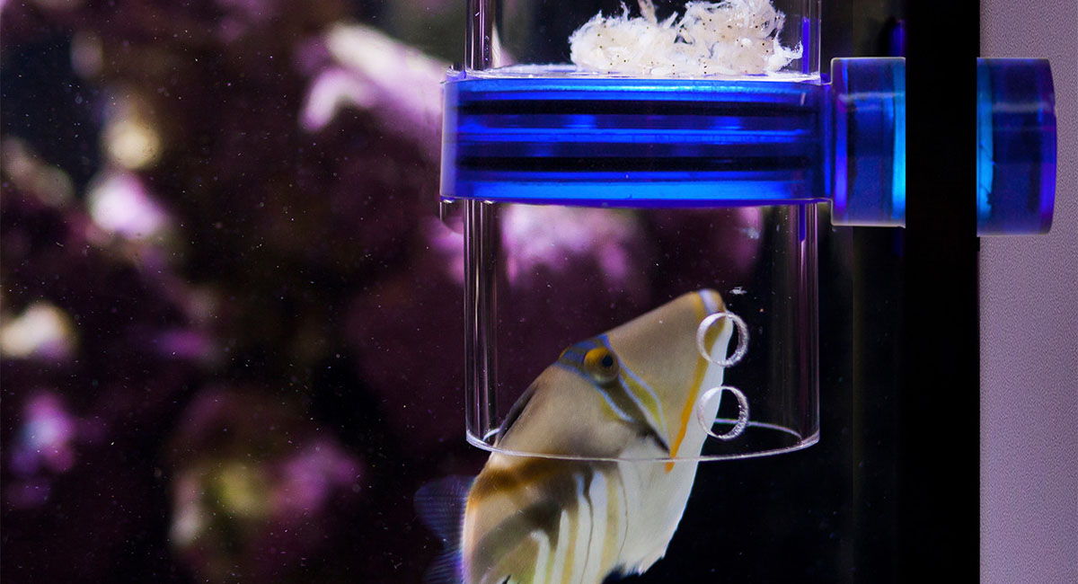 Akvaryum Yemi Seçimi