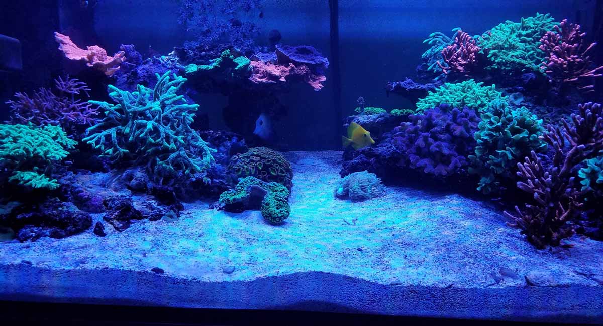 Akvaryumlarda Zemin Malzemesi Seçimi