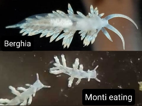 Berghia Nudibranch ve Montipora Yiyen Nudibranch