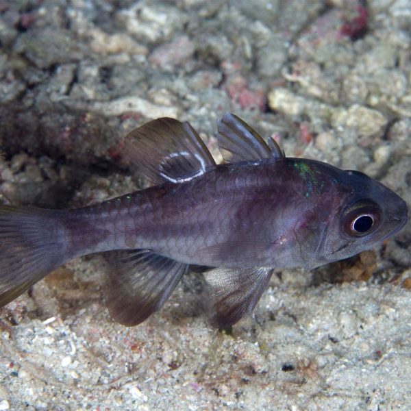 Black Cardinalfish / Apogonichthyoides melas