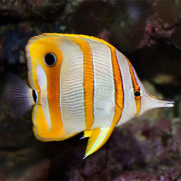 Copperband Butterflyfish / Chelmon rostratus