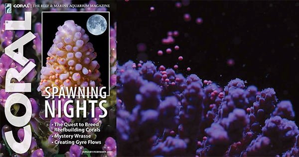 Coral Dergisi Ocak/Şubat 2021 Sayısı