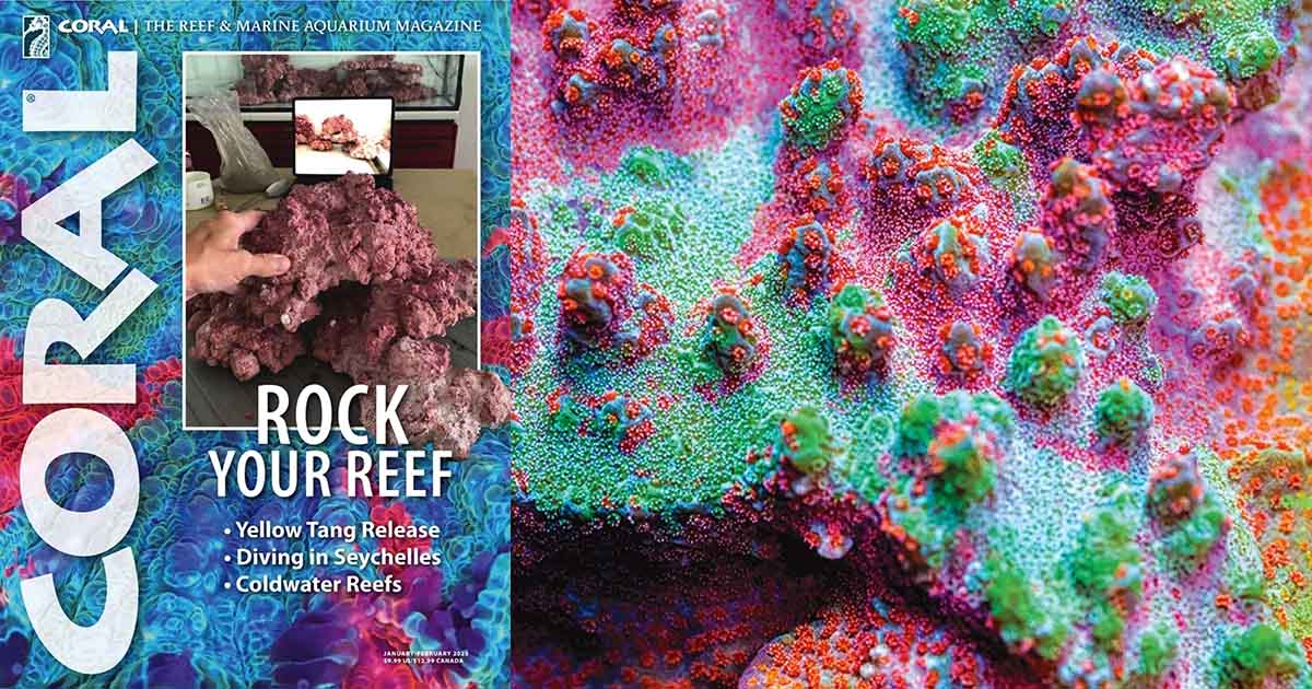 Coral Dergisi Ocak / Şubat 2025 Sayısı