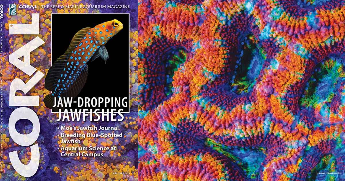 Coral Magazine Mayıs / Haziran 2025 Sayısı