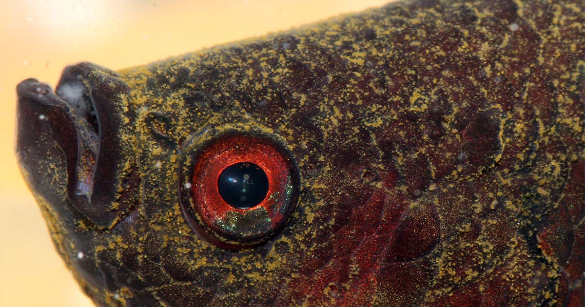 Deniz Kadife Hastalığı ve Tedavi Yöntemleri