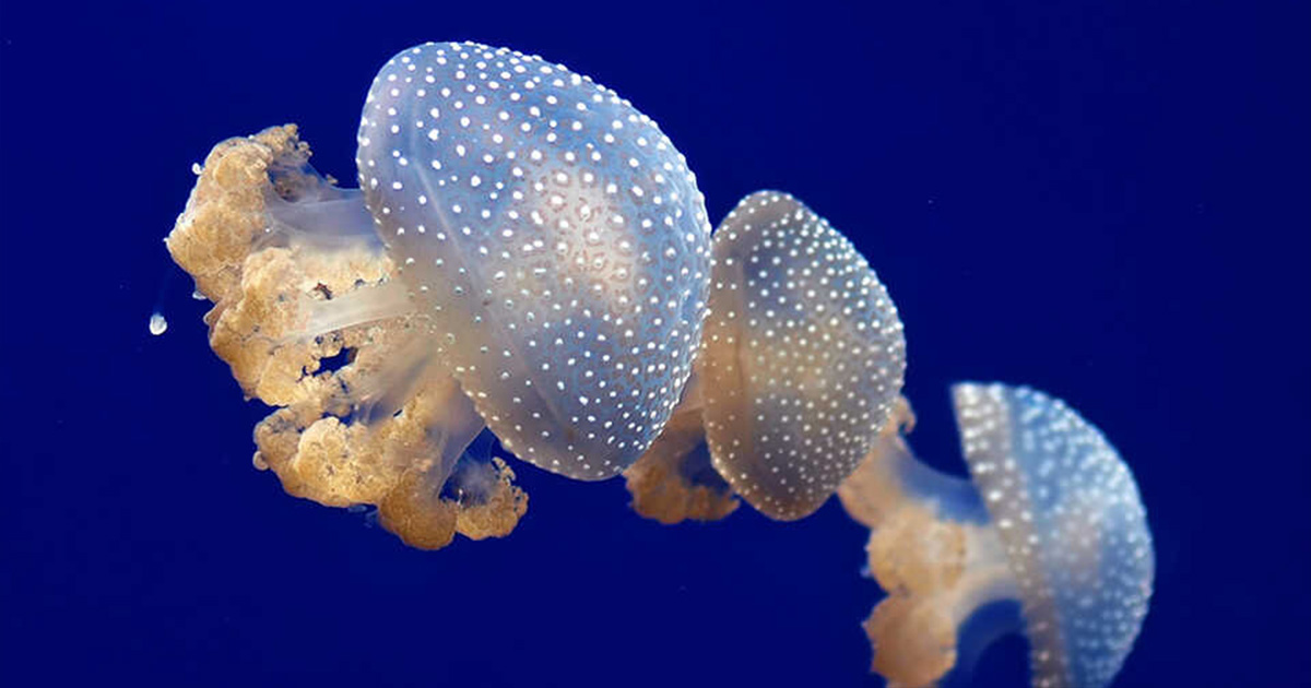 Denizanası Akvaryumu Nasıl Kurulur?