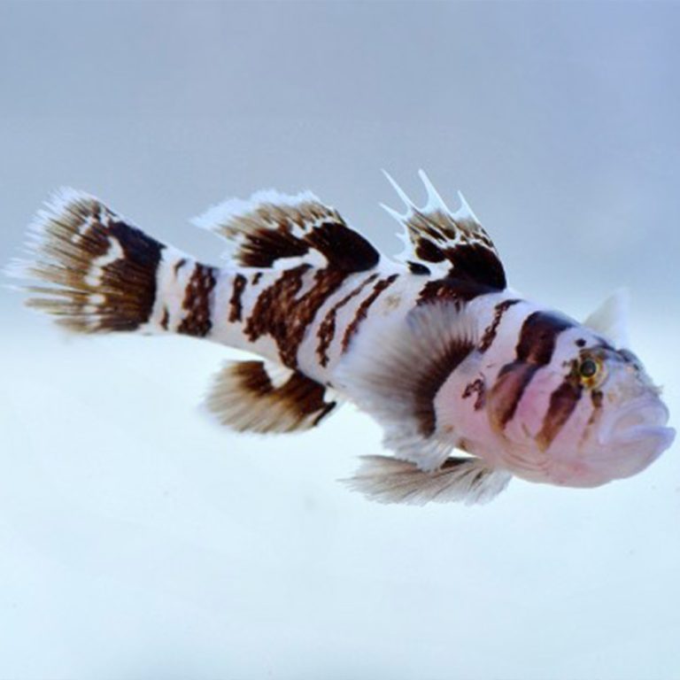 Black Barred Convict Goby / Priolepis nocturna