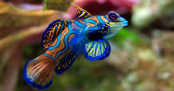 Acemilerin Kaçınması Gereken 10 Tuzlu Su Balığı