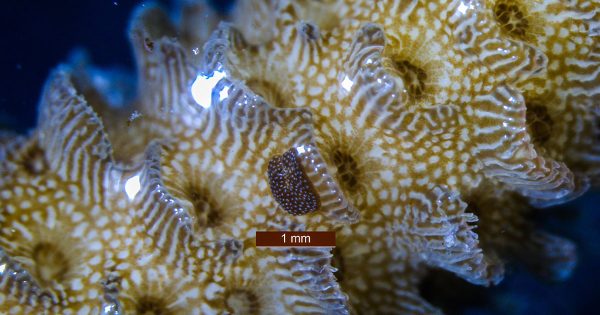 Acropora Yiyen Yassı Solucan