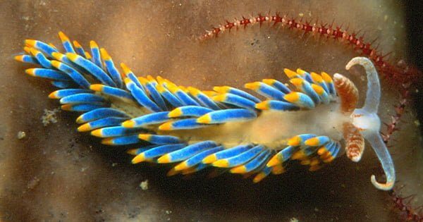 Aiptasia İçin Doğal Düşman! Berghia Nudibranch