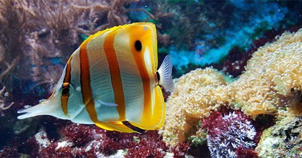 Tuzlu Su Akvaristleri Neden Başarısız Oluyor?