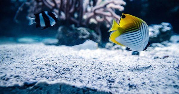 Akvaryum İçin Kum Seçimi Nasıl Yapılır?