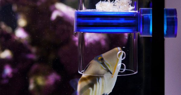 Akvaryum Yemi Seçimi