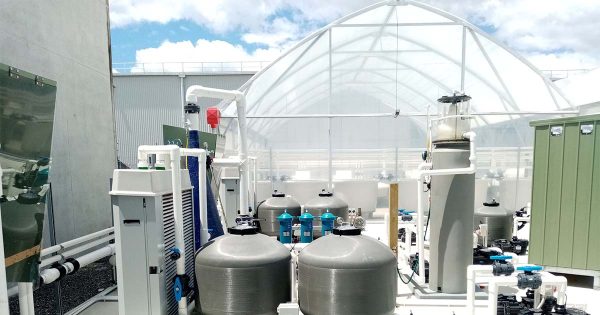 Akvaryumda Filtrasyonun Temelleri