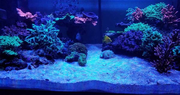 Akvaryumlarda Zemin Malzemesi Seçimi