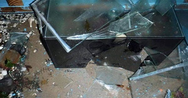 Akvaryum Depreme Nasıl Hazırlanır?