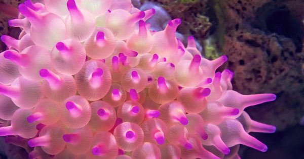 Anemonlar İçin Doğru Zamanlama