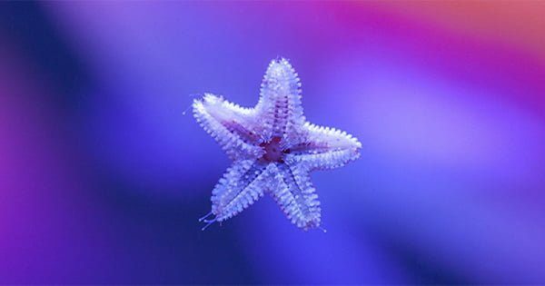 Asterina Deniz Yıldızı Dost Mu? Düşman Mı?