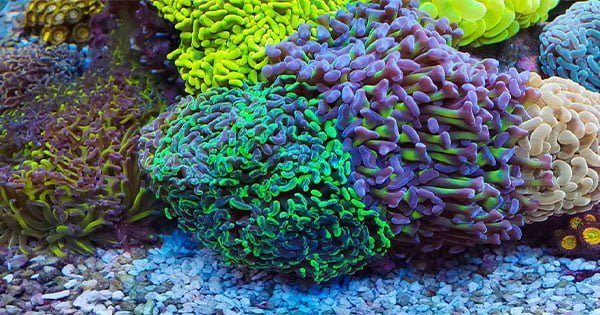 Avustralya Mercanlarına Kısıtlama Geliyor