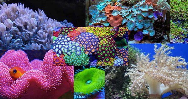 Bakımı En Kolay 7 Mercan Türü