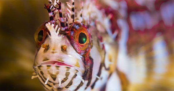 Balık Fotoğrafı Çekmek Artık Çok Kolay