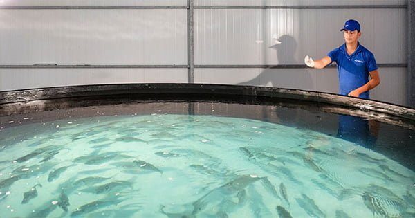 Balık Yetiştiriciliğinde Stres Faktörü