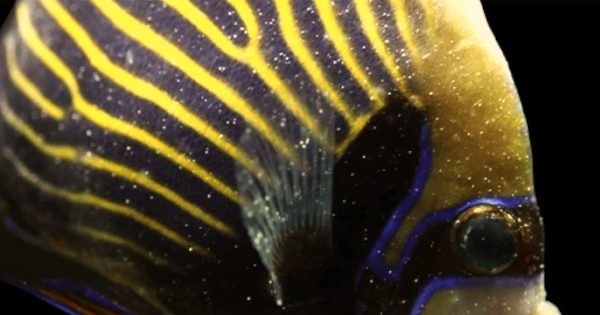 Beyaz Benek Hastalığı ve Bakır Tedavisi