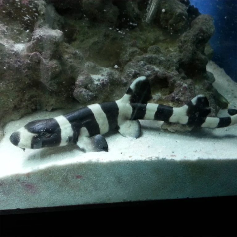 Black Banded Bamboo Shark / Chiloscyllium punctatum