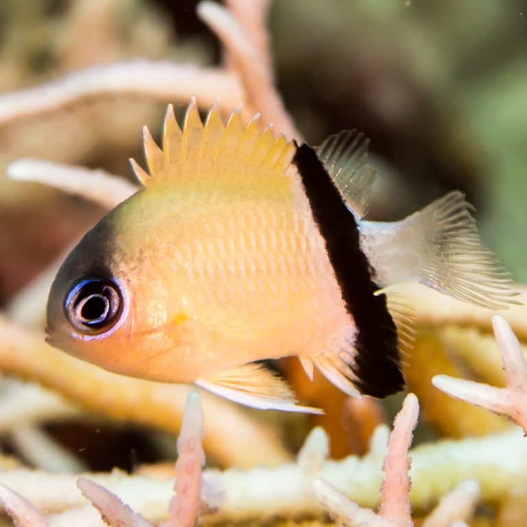 Black Bar Chromis / Chromis retrofasciata
