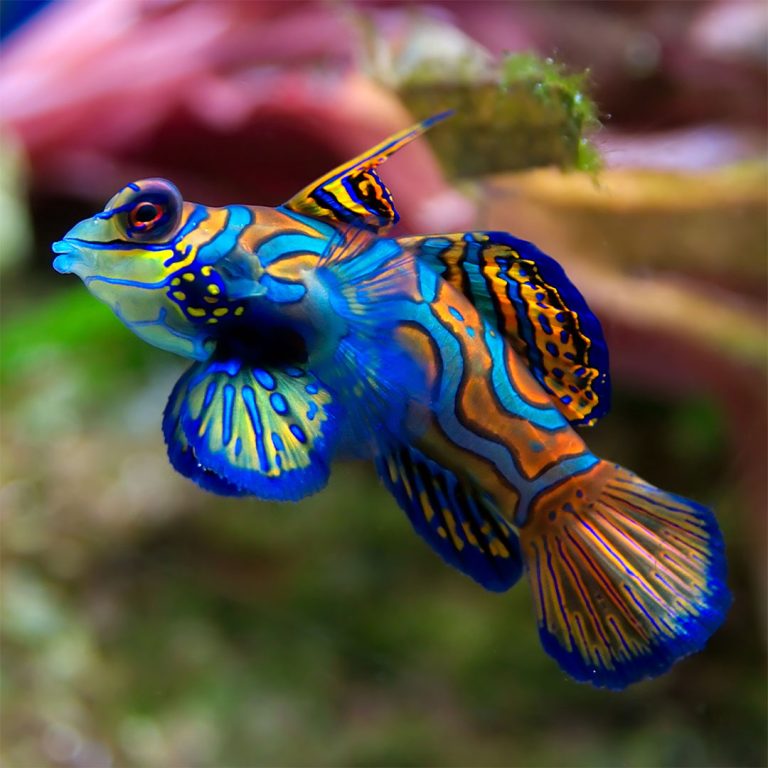 Blue Mandarin / Synchiropus splendidus