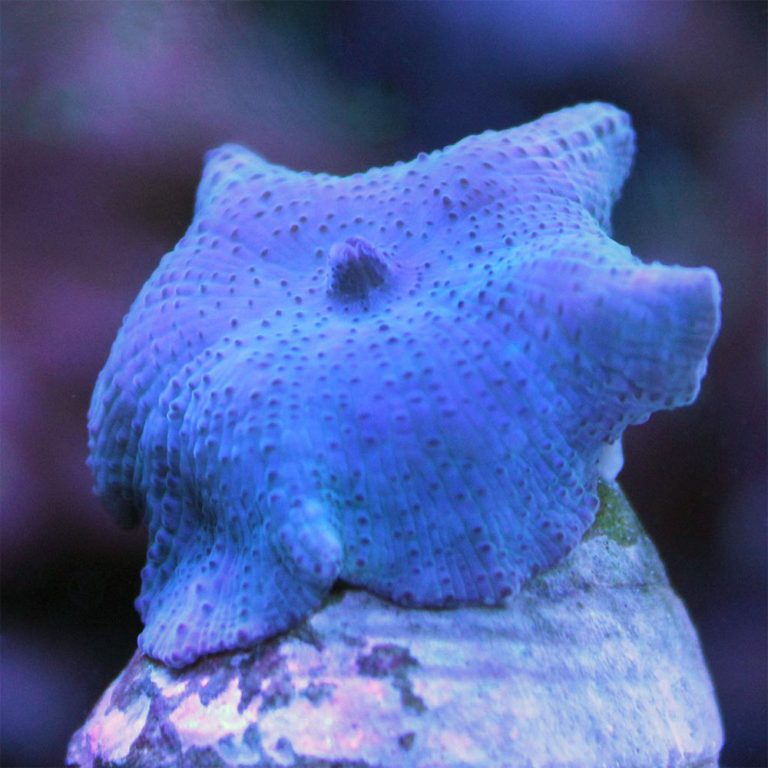 Blue Mushroom Coral / Actinodiscus sp.