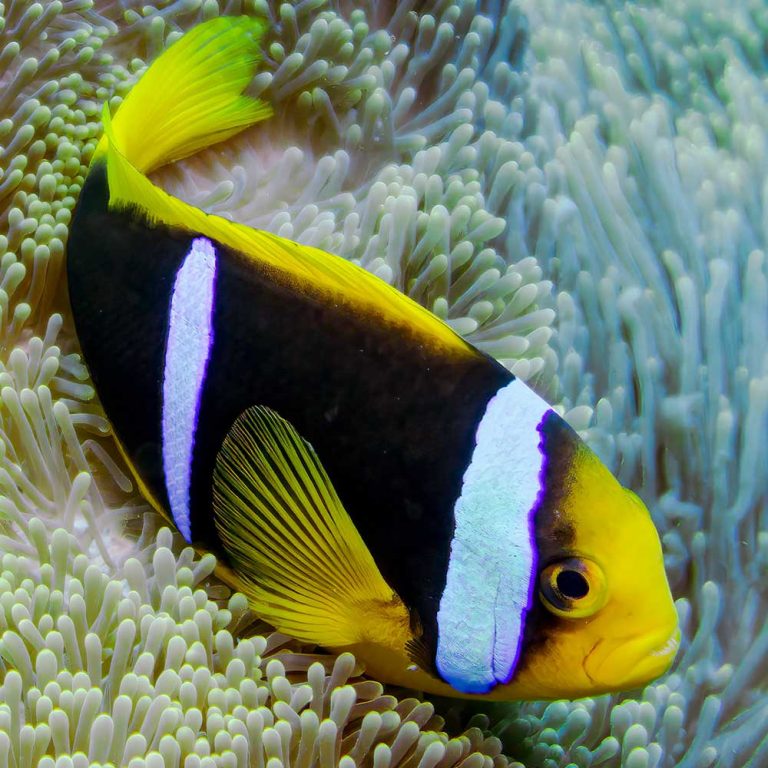 Blue Striped Clownfish / Amphiprion chrysopterus