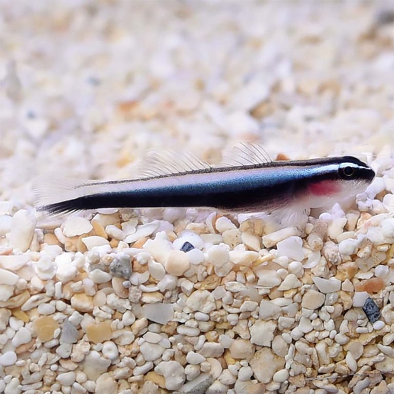Broadstripe Goby / Elacatinus prochilos