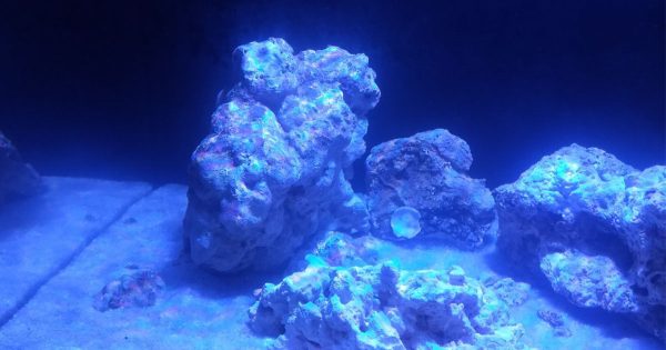 Bulanık Akvaryum Suyu Nedenleri