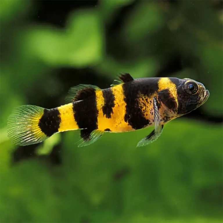 Bumble Bee Goby - Brachygobius doriae