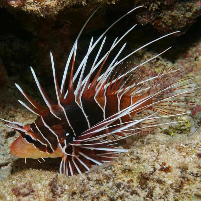 Clearfin Lionfish / Pterois radiata