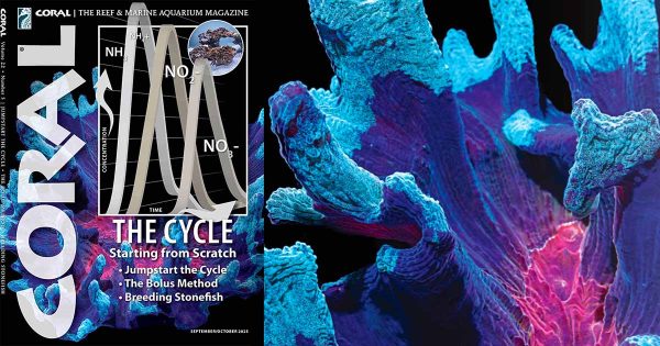 CORAL Dergisi Eylül 2025 / Döngü Süreci