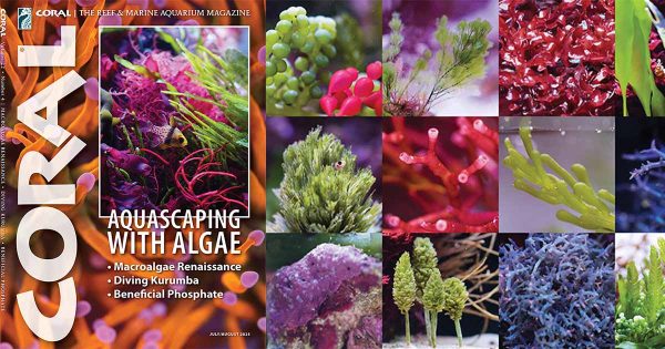 CORAL Dergisi Temmuz / Ağustos 2025 Kapak Görseli