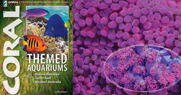 Coral Magazine Eylül/Ekim 2024