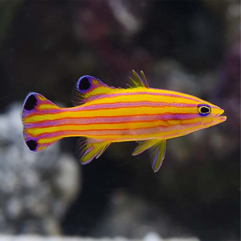 Deepwater Candy Basslet / Liopropoma carmabi