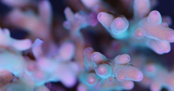 Derin Su Acropora Türleri ve Bakımları