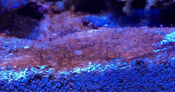 Dinodan Kurtulma Yolları (Dinoflagellates)