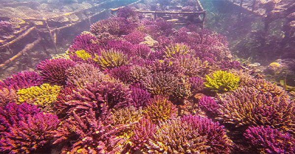 Endonezya Mercan İthalatı 2020 De Yeniden Mi Açılıyor?