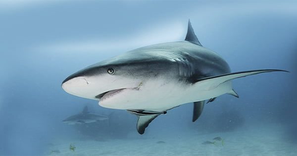 Evde Köpek Balığı Beslenir Mi?