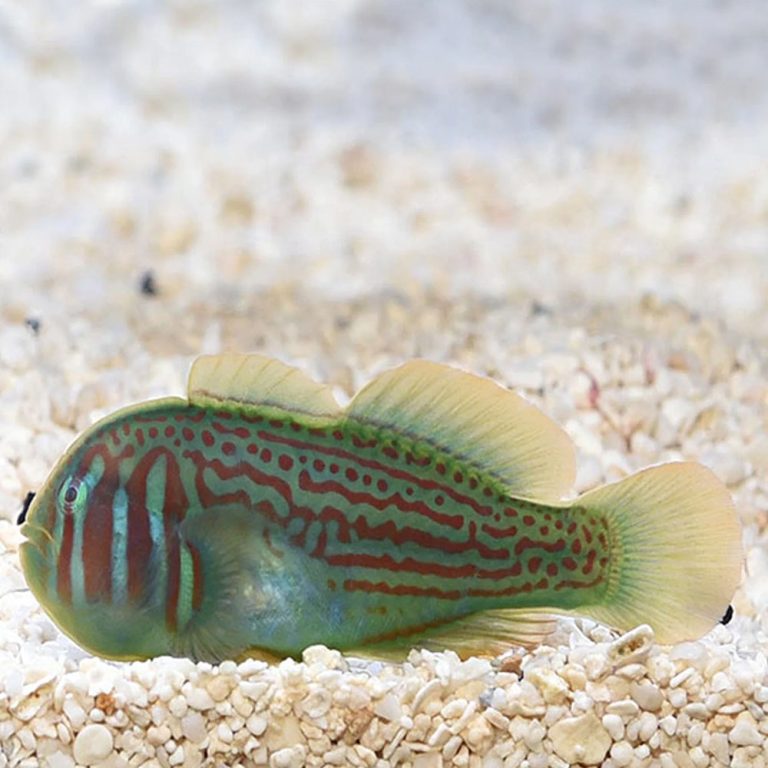 Green Clown Goby / Gobiodon atrangulatus