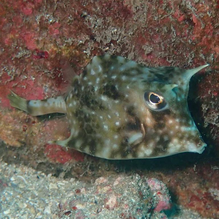 Island Cowfish - Acanthostracion notacanthus