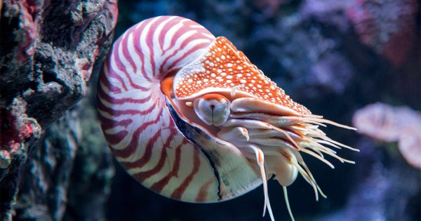 Kafadanbacaklıların Bakimi ve Beslenmesi