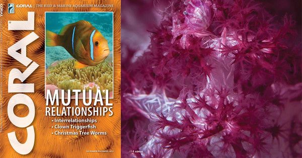 Mutual Relations / CORAL Magazine 2025