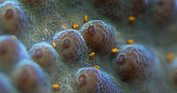 Kırmızı Acropora Böceği Ve Tedavi Yöntemleri